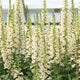 Foxglove - Cream - 10 Stems/Bunch