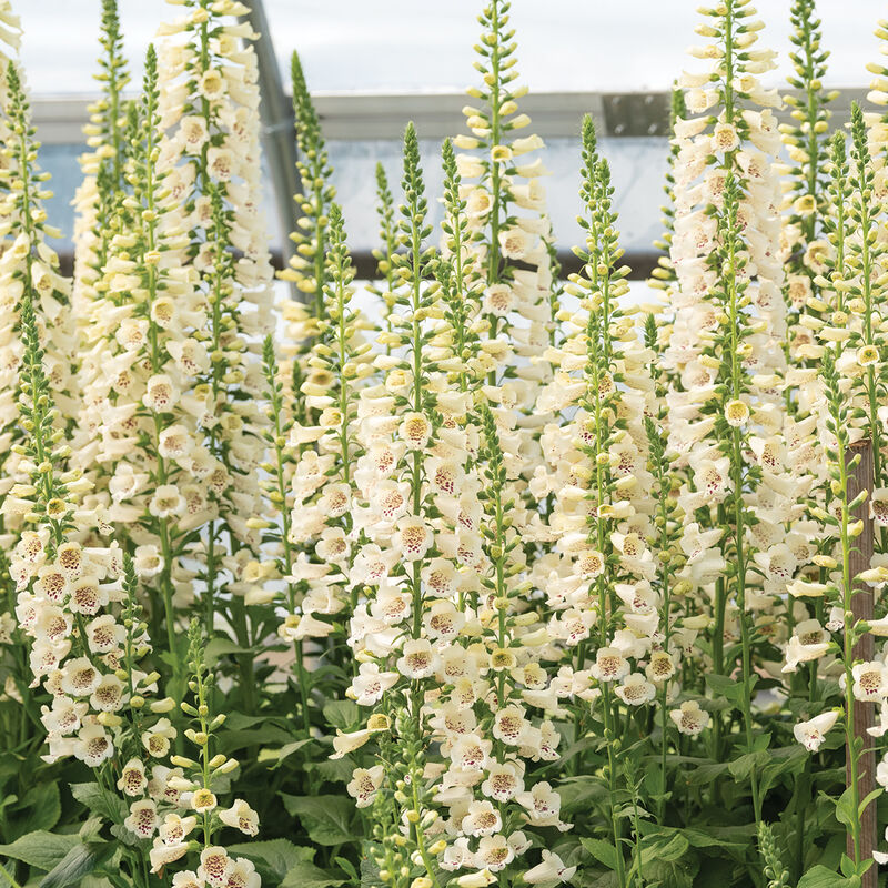 Foxglove - Cream - 10 Stems/Bunch