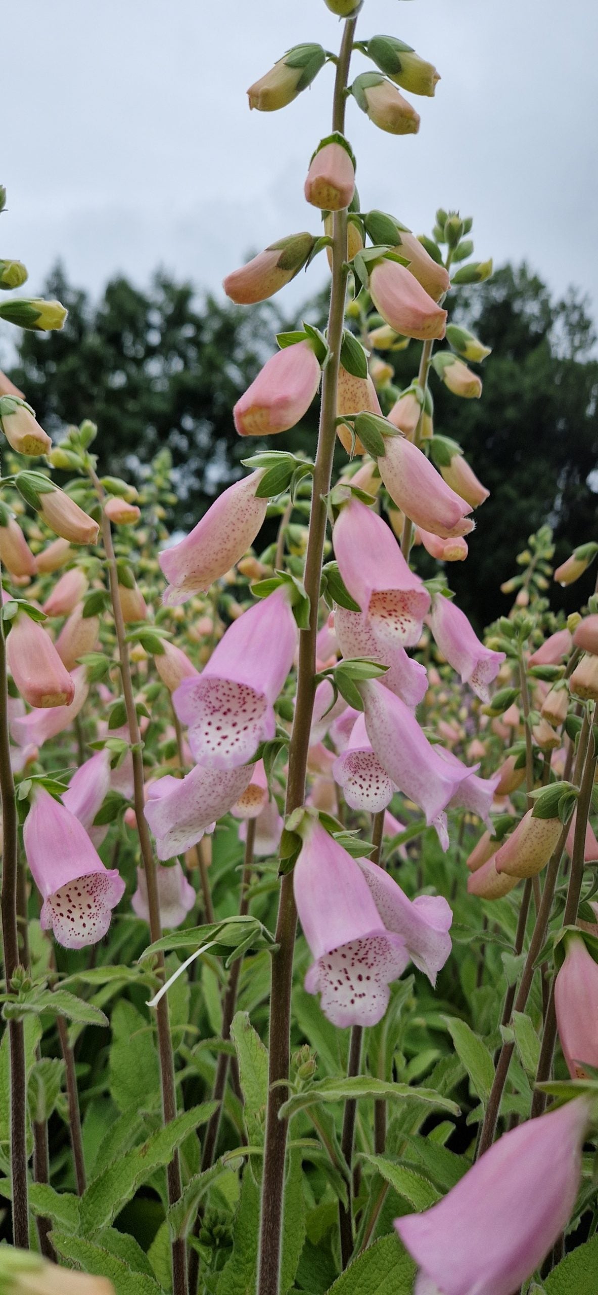 Foxglove - Lavender Pink - 10 Stems/Bunch