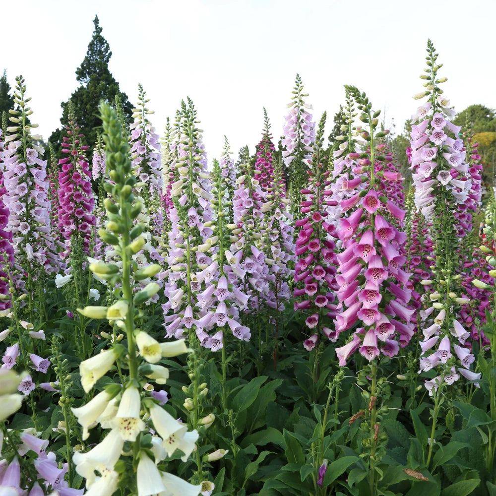 Foxglove - Mix Pack - 10 Stems/Bunch