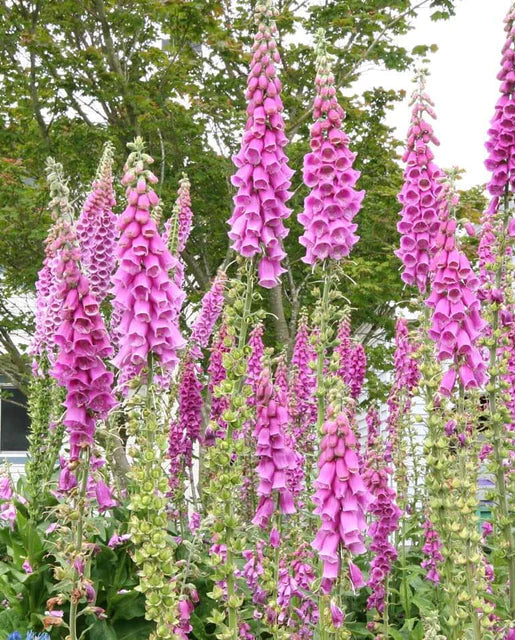 Foxglove - Purple - 10 Stems/Bunch