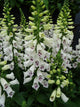Foxglove - White - 10 Stems/Bunch