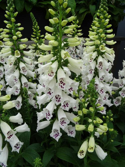 Foxglove - White - 10 Stems/Bunch