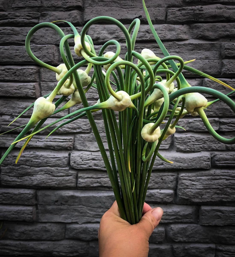 Garlic Scapes - Green - 10 Stems/Bunch