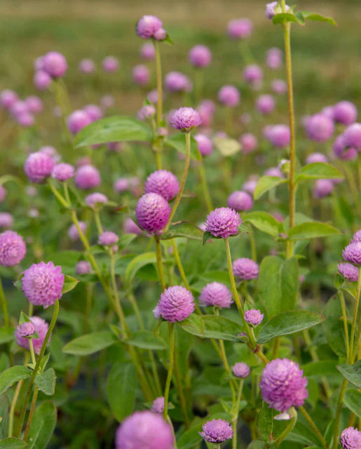 Gomphrena - Purple - 10 Stems/Bunch