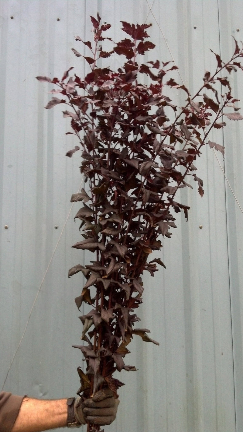 Ninebark - Diablo - 10 Stems/Bunch