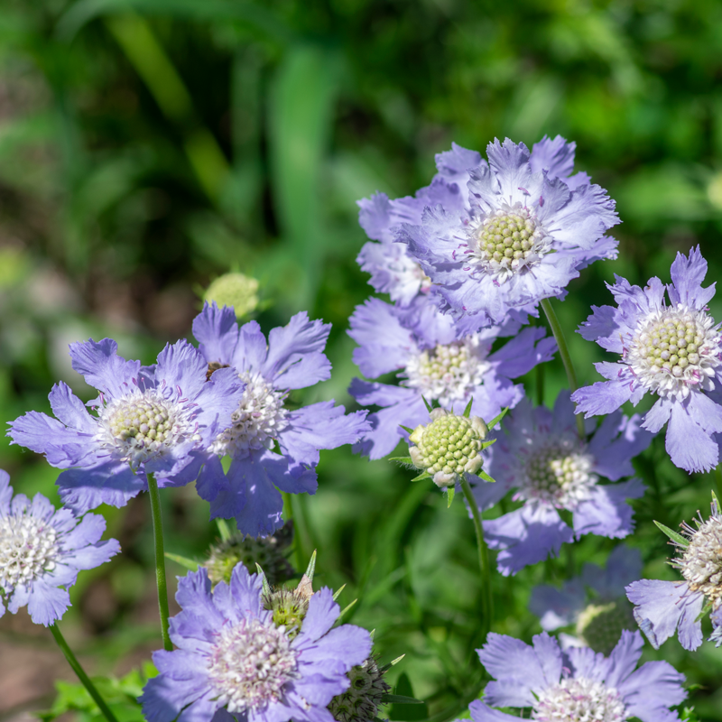Scabiosa - Blue - 10 Stems/Bunch