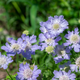 Scabiosa - Blue - 10 Stems/Bunch