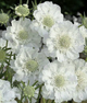Scabiosa - White - 10 Stems/Bunch