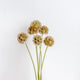 Scabiosa - Seed Pod - 10 Stems/Bunch