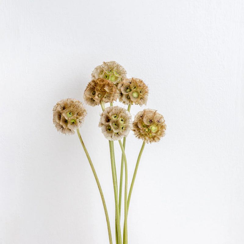 Scabiosa - Seed Pod - 10 Stems/Bunch