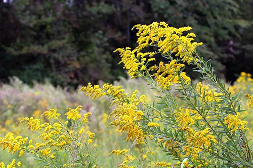 Delphinium - Purple - 5 Stems/Bunch