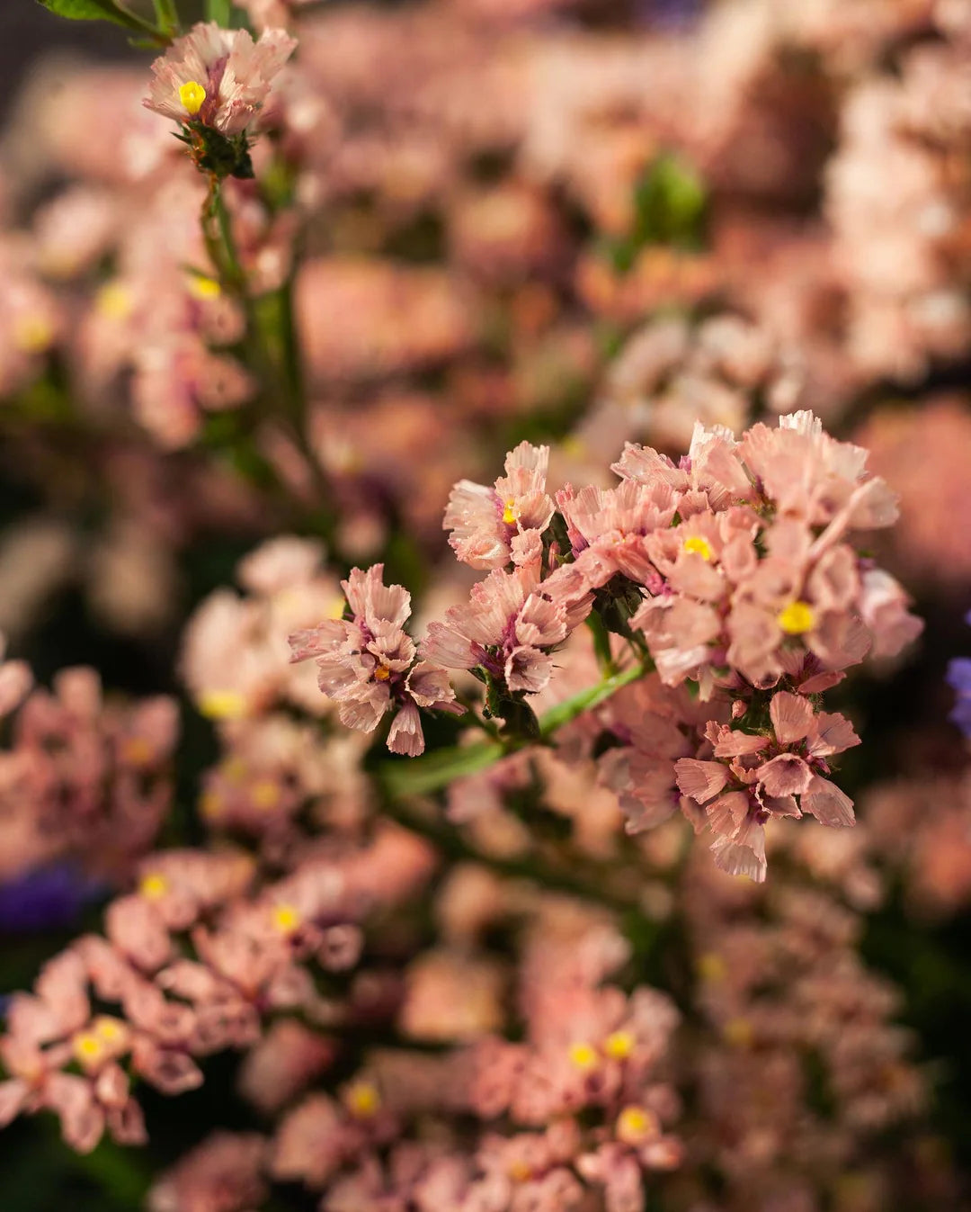 Statice - Apricot - 10 Stems/Bunch