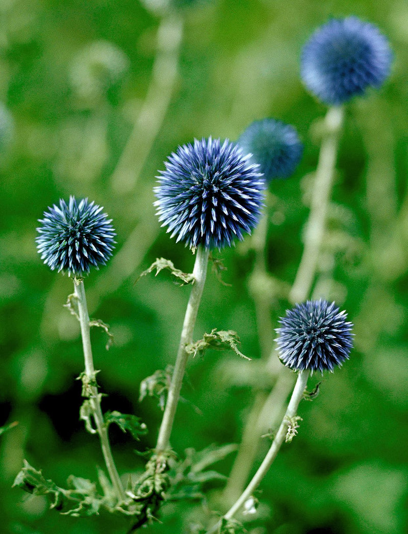 Thistle - Globe Blue - 5 Stems/Bunch