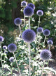 Thistle - Globe Blue - 5 Stems/Bunch