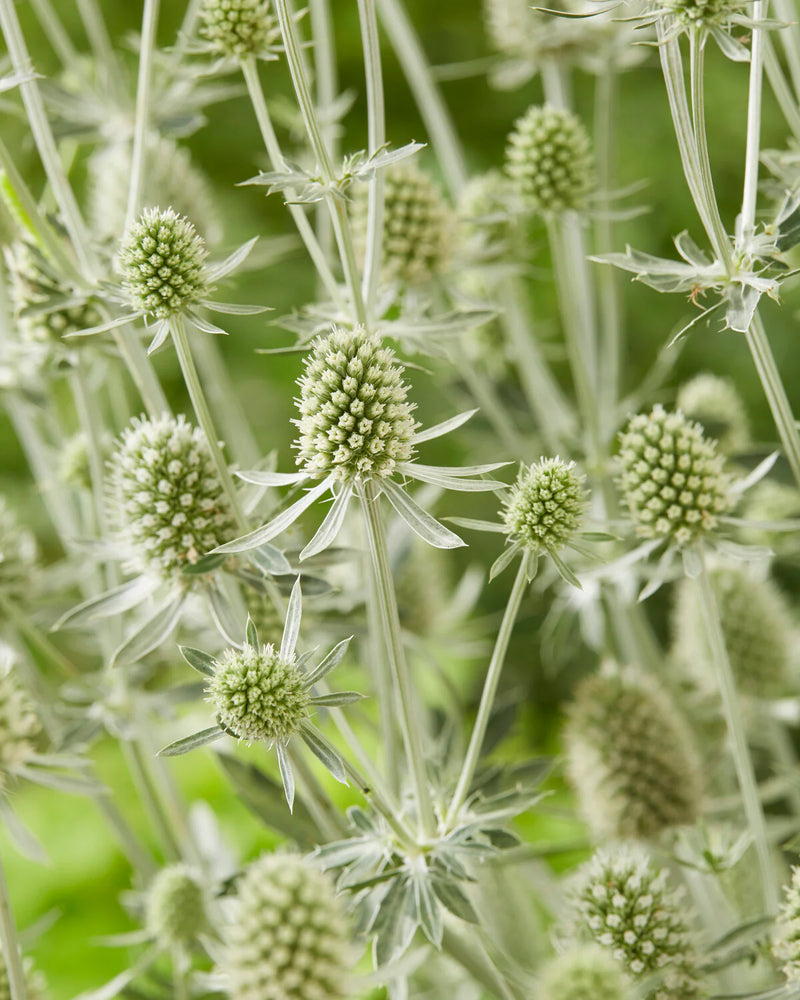Thistle - White - 5 Stems/Bunch