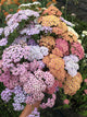 Yarrow - Mix - 20 Stems/Bunch