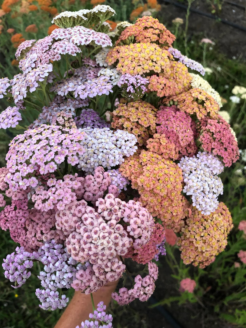 Yarrow - Mix - 20 Stems/Bunch